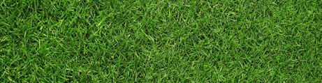 Ambience Grass Ambience Grass